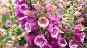 Foxglove